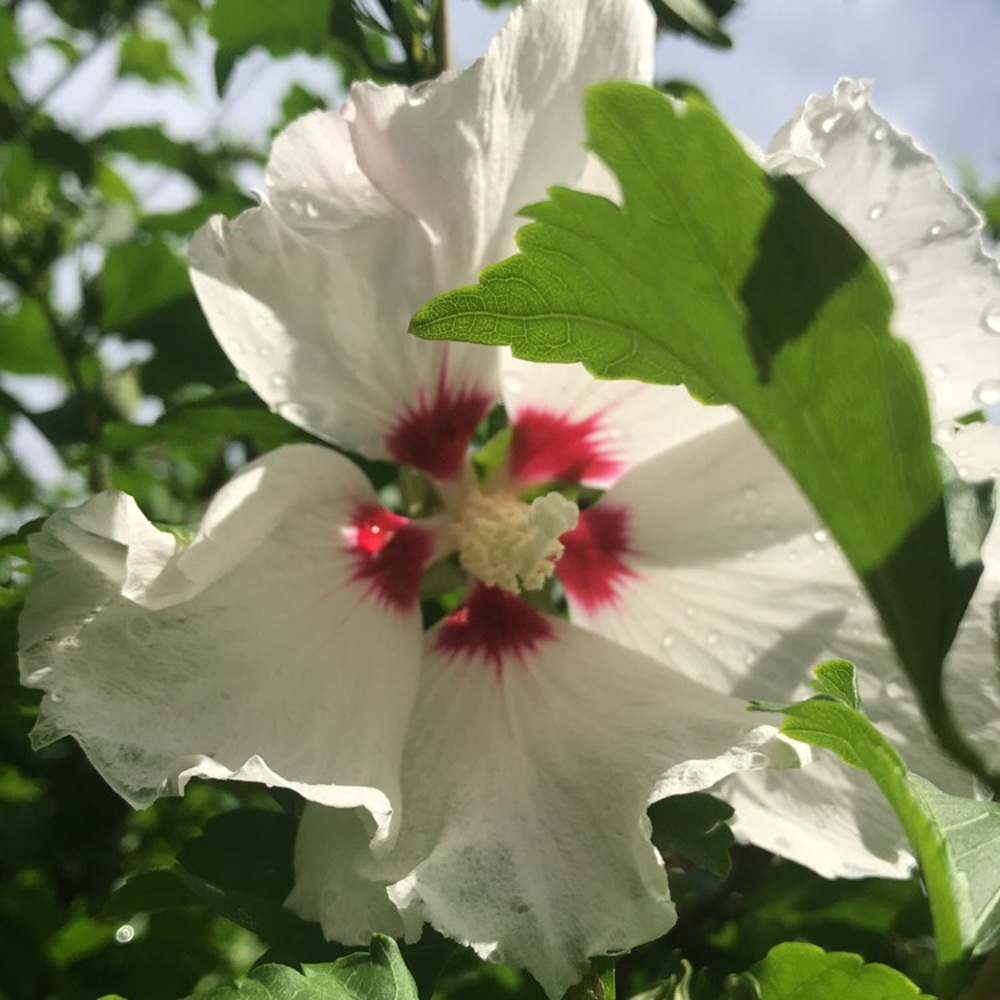 Meet your Posher, Meadow